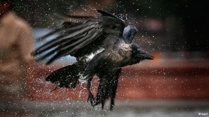 crow_bird
