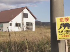 বেড়েছে ভালুকের আক্রমণ, শিকারি ভাড়া করবে জাপান সরকার